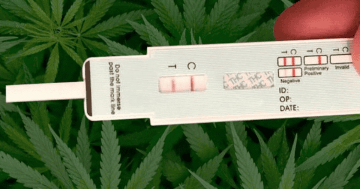 Test de drogas en saliva con resultado positivo, sobre hojas de cáñamo.