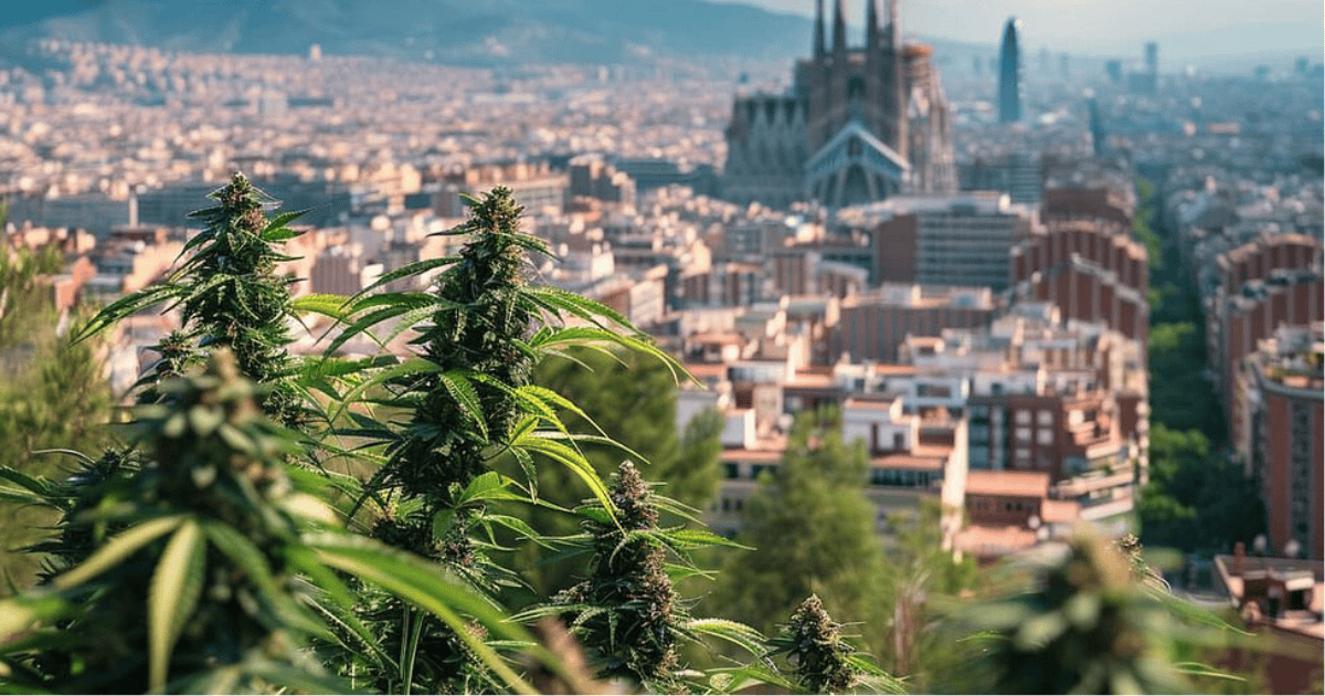 Plantas de cáñamo en un entorno urbano con la Sagrada Familia al fondo en Barcelona.