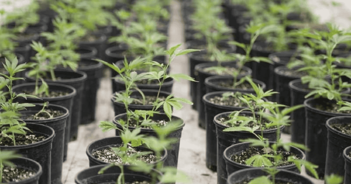 Jovenes plantas de cáñamo en macetas de cultivo en interior.