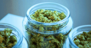 Frascos con flores de cáñamo y CBD en un fondo neutro.